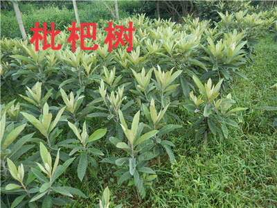 枇杷樹