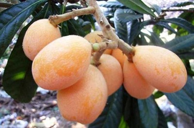 大果枇杷有哪些品種?怎樣種植枇杷?(2)